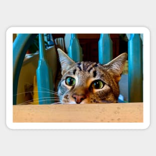 Cat Peeking Over Kitchen Table Sticker